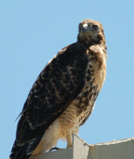 eagle