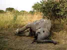 forensic-tools-battle-ivory-poachers_1