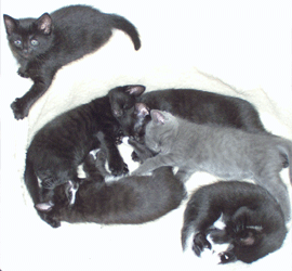 olives-family