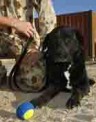 MIA dog found in Afghanistan after 14 months