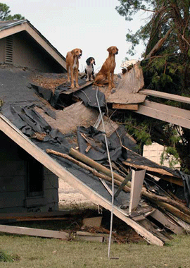 Years After Katrina, The Humane Societys’ Gulf Coast Efforts Continue