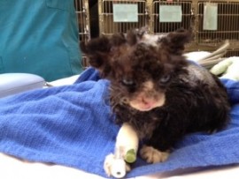 (Philadelphia — April 25, 2013) The Pennsylvania SPCA is seeking information regarding a kitten found Thursday on the 3100 Block of F Street near McPherson Square Park that appears to have been intentionally set on fire.
