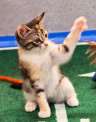 NFL Kitten Bowl to take on Puppy Bowl